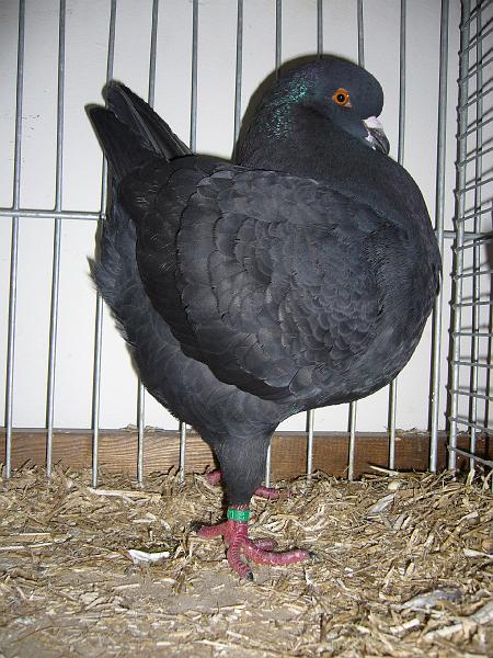 Delbrueck 2008 160.jpg - Kingtaube schwarz von Toni Protte Preis V97 Pokal